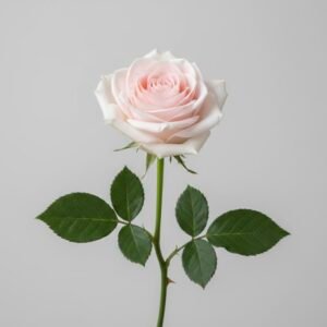 light pink rose
