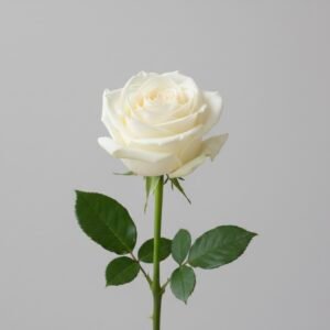 white rose