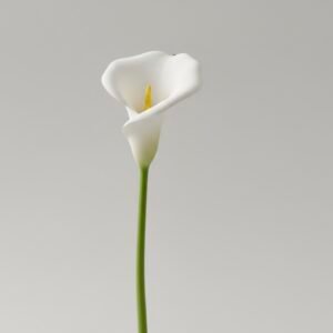 calla lily