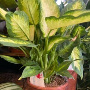 dieffenbachia