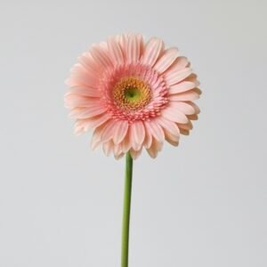 pink gerbera