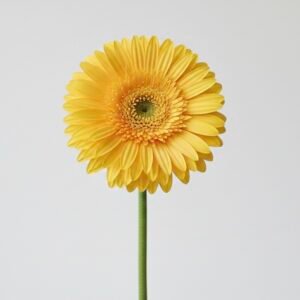 yellow gerbera