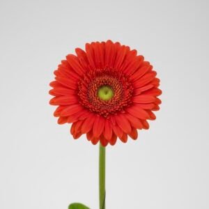 red gerbera