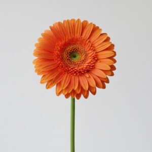 orange gerbera