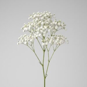 baby breath