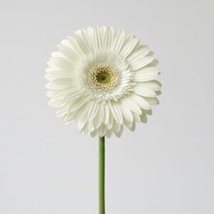 white gerbera