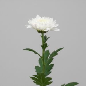 white chrysanthemum