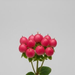 red hypericum