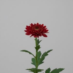 red chrysanthemum