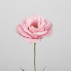 light pink lisianthus