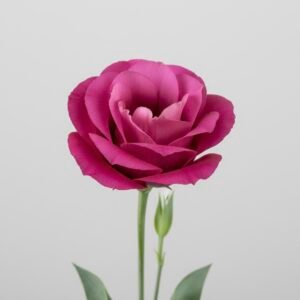 magenta lisianthus